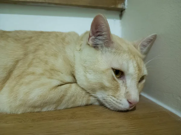 Brown White Cat Lying Floor — Stock Photo, Image