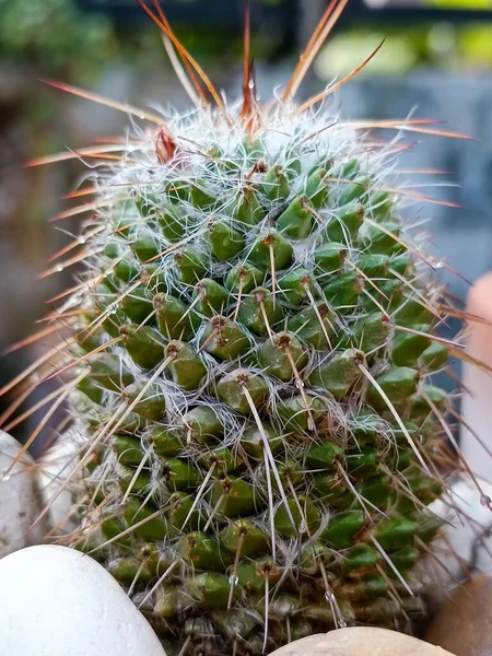 Cactus Verde Con Vista Cerca — Foto de Stock