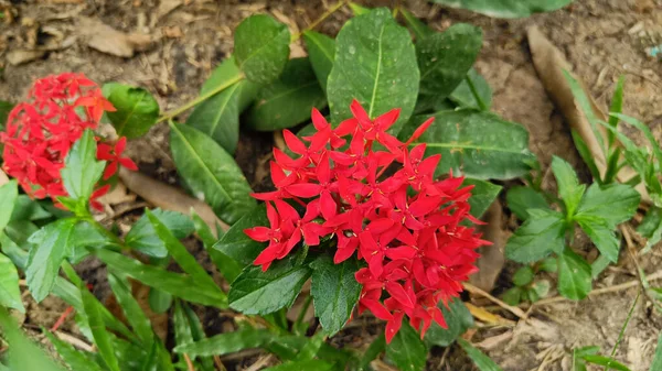 Аромат Красного Ixora Красивый Размытый Фон — стоковое фото