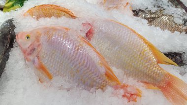Red Tilapia Pazarda buzda balık.