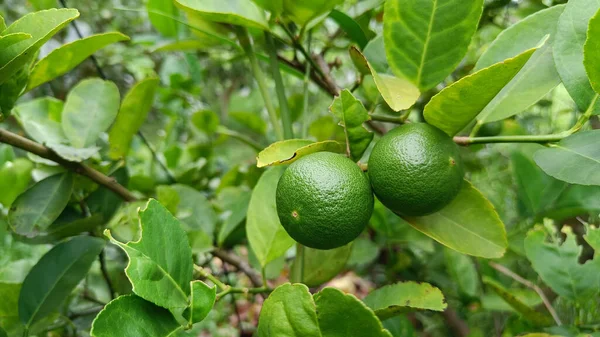 Las Frutas Bergamot Thai Son Fragantes Agrias Puede Ser Utilizado — Foto de Stock