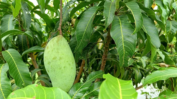 Mazzo Mango Verde Con Fondo Foglia Sfocata — Foto Stock