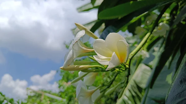 Gökyüzü ve bulut arkaplan üzerinde yan görünüm beyaz çiçek (Plumeria)