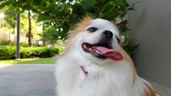 Brun Och Vit Chihuahua Känna Sig Lycklig Och Koppla Sitter — Stockfoto