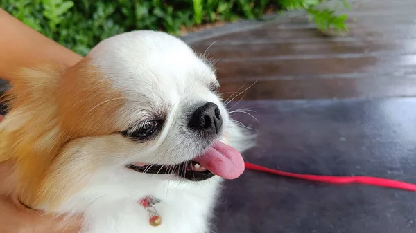 Brun Och Vit Chihuahua Golvet Ansikte Känsla Glad Och Slappna — Stockfoto