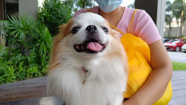 Kahverengi Beyaz Chihuahua Bacaklı Kadınlar Kendilerini Mutlu Rahat Hissediyorlar — Stok fotoğraf