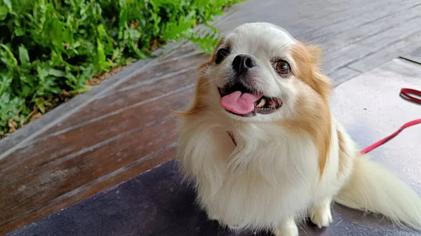 Chihuahua Marrom Sentado Chão Pequeno Cão Casa Asiática Sentir Feliz — Fotografia de Stock