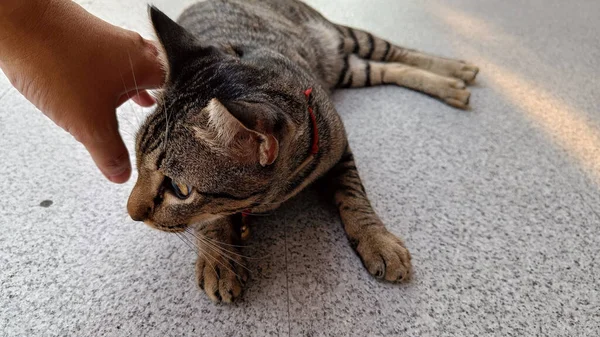 床に横に灰色の猫の顔を保持手 — ストック写真
