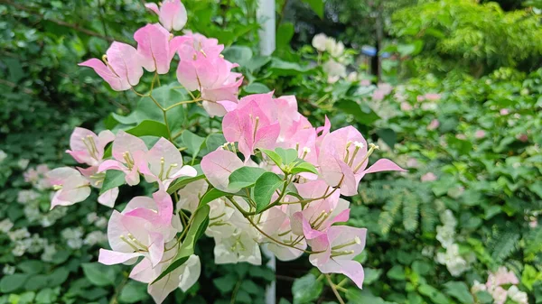 Růžová Kvetoucí Bougainvillea Květy Rozmazat Pozadí Zelené Listy — Stock fotografie