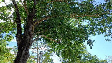 Büyük ağaç yeşili, mavi gökyüzü ışığıyla doğayı terk eder.