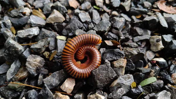 Kırkayaklar, Myriapoda sınıfından Arthropoda familyasına ait omurgasızlar topluluğudur. Diplopoda. Dairesel form. Kayanın üzerinde.