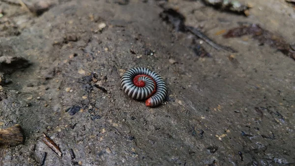 Los Milpiés Arco Iris Son Orden Invertebrados Pertenecientes Filo Artropoda —  Fotos de Stock