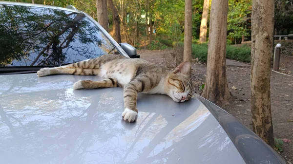 Kočka Spí Uvolněně Kapotě Auta — Stock fotografie