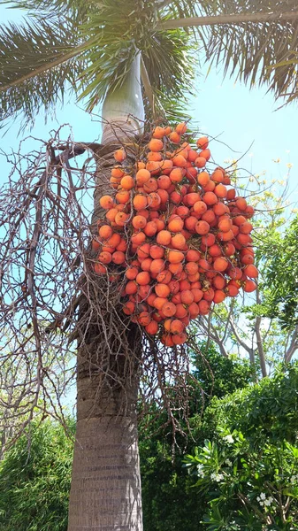 Focus Areca Catechu Areca Nut Palm Betel Nuts Frutti Maturi — Foto Stock