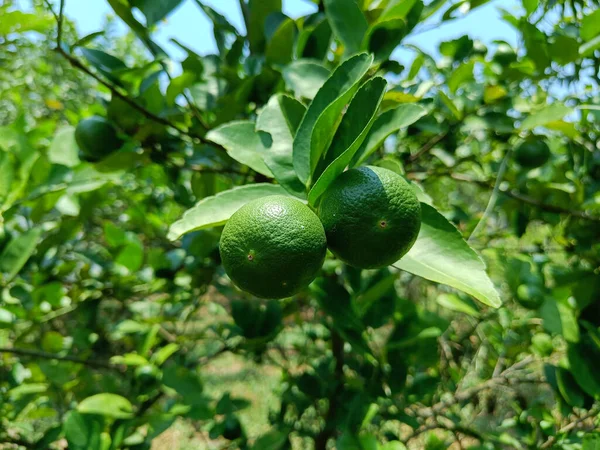 Thai Chiamata Lime Albero Sapore Aspro Comunemente Usato Cucina Tailandese — Foto Stock