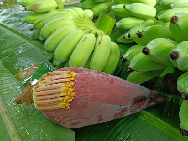 Μπανάνα Λουλούδι Μπανάνα Blossom Φύλλα Μπανάνας — Φωτογραφία Αρχείου