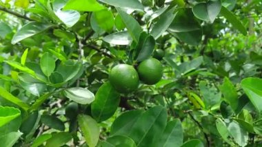 Ağaçtaki yeşil limonlar. yeşil izin arkaplanı.