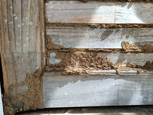 Oude Houten Deur Beschadigd Door Termieten — Stockfoto