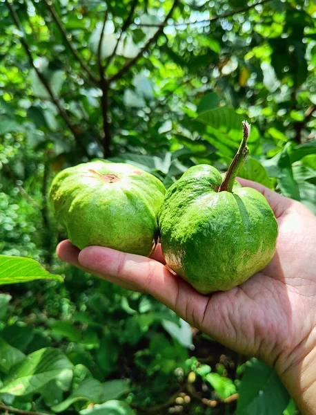 Χέρι Συλλογή Γκουάβα Από Φυτό Αγρόκτημα Θολή Φόντο — Φωτογραφία Αρχείου
