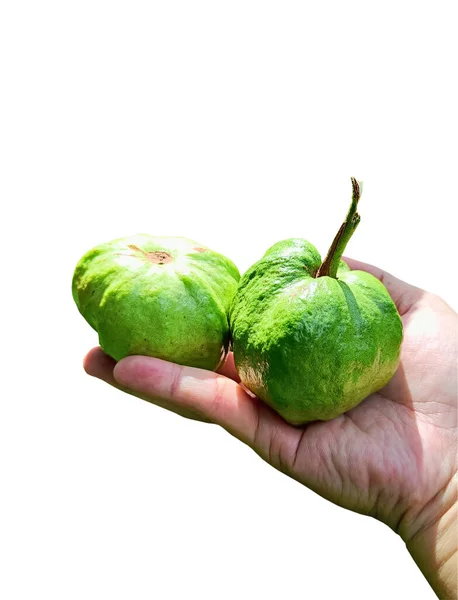 Χέρι Συλλογή Guava Απομονώνονται Λευκό Φόντο Περικοπή Διαδρομής — Φωτογραφία Αρχείου