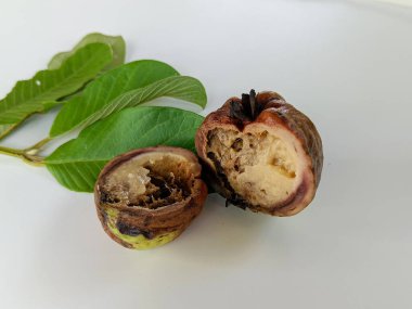 Çürük meyve guava, beyaz arka planda ikiye bölünmüş..