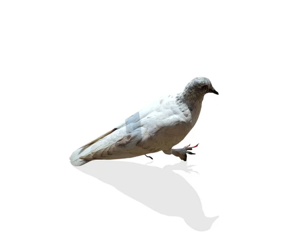 White Pigeon Isolated White Background — Stock Photo, Image