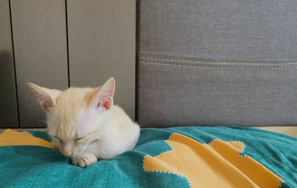 小白猫脸蛋睡在蓝色的床上 — 图库照片