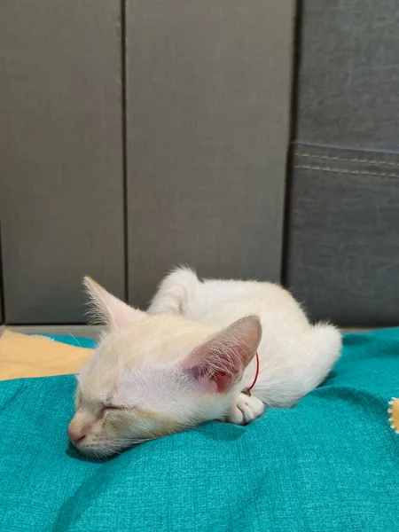 Detailní Záběr Tvář Malá Bílá Kočka Spát Odpočívat Modré Posteli — Stock fotografie