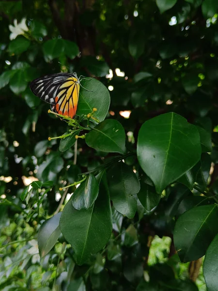 Borboleta Bonita Colorida Uma Folha Verde — Fotografia de Stock