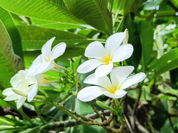 Piękne Białe Żółte Kwiaty Plumerii Kwitnące Drzewie Frangipani Tropikalne Kwiaty — Zdjęcie stockowe