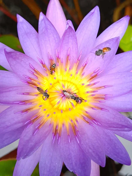 Close up Bee in Purple lotus and yellow lotus stamens. Water lilies in a pond where bees are collecting pollen.