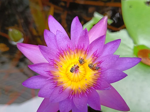 Bee in Purple lotus and yellow lotus stamens. Water lilies in a pond where bees are collecting pollen.