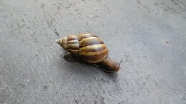 Salyangoz yavaşça yerde sürünüyor.