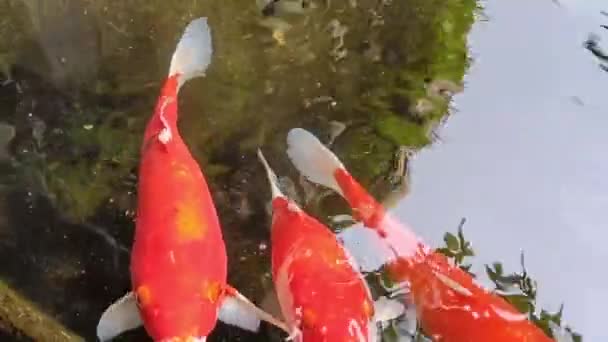 Indah Berwarna Warni Ikan Koi Berenang Kolam — Stok Video