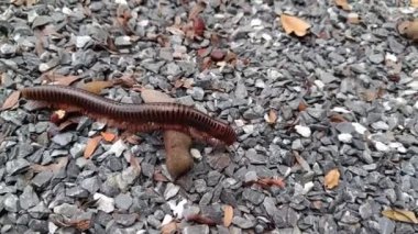 Asyalı Dev Kırkayak ya da Asyalı Kırmızı Kırkayak taş zeminde sürünüyor. Phylum Arthropoda, Myriapoda sınıfı..