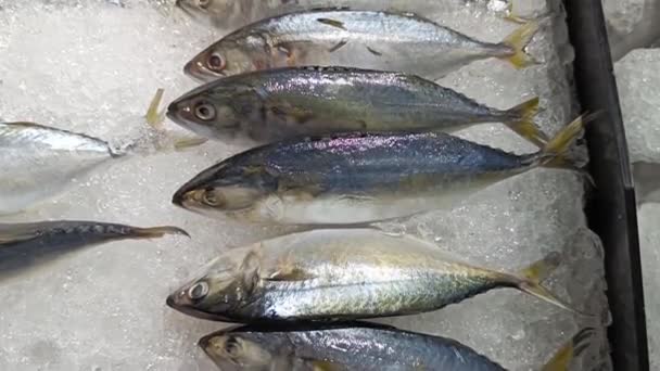 Line Fresh Mackerel Fish Ice Market Sale — Stock video