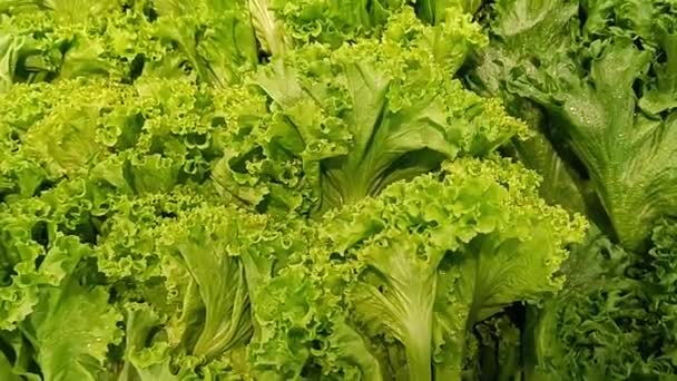 Organic Lettuce Market Supermarket Sale — Αρχείο Βίντεο