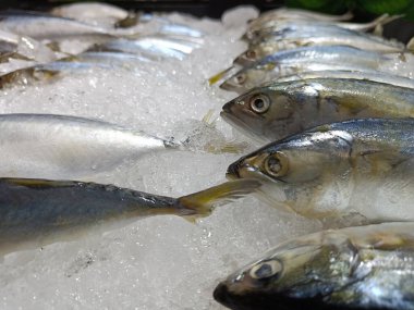 Fresh mackerel fish on ice in market for Sale,selective focus, blur Background