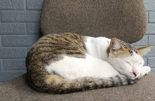 Cat Sleep Calm Relax Chair Gray Color — Fotografie, imagine de stoc