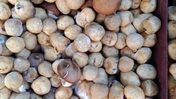 Fresh Mushrooms Farmers Market Food Shiitake Straw Mushroom — Stok video