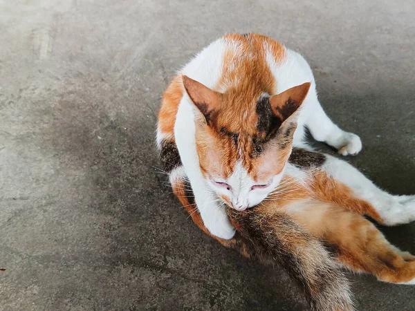 白と茶色の国内猫 床に座って 自由に歩くことができます — ストック写真