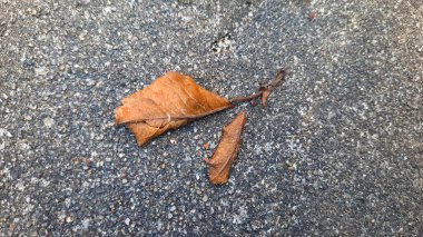 dry leaf auto focus on the leaf with asphalt motion blur background