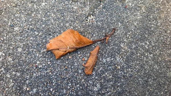 dry leaf auto focus on the leaf with asphalt motion blur background