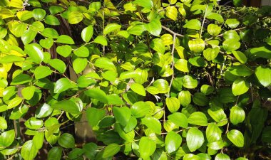 Jujube ağacının arka plan fotoğrafı ya da öğleden sonra güneş ışığında yapraklar