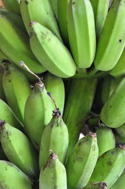 Bir demet çiğ muz. Yeşil Muz 'a yakın çekim