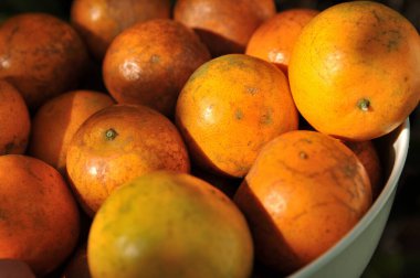 Mandalina, Mandarin, Portakallar bir kâsede