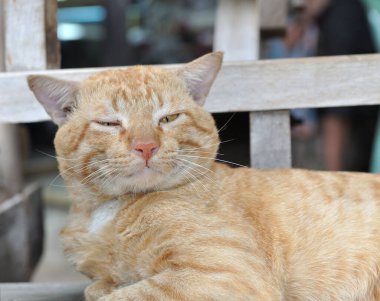 Uykucu, tapılası kızıl kedi uyanmaya çalış, kedi yüzünü kapat.