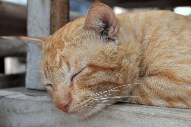 Uyuyan kızıl kedi, sevimli kedi yüzünü kapat.