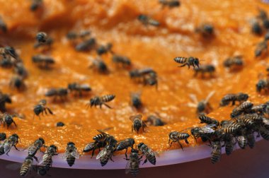 Arılar nektar emiyor, arılar reçel emiyor, işçi arılar çırpılmış meyve yiyor.