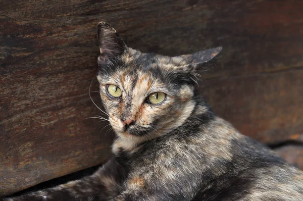 Tortoise cat looking to you, Feline looking to the camera, Portrait of tortoise cat